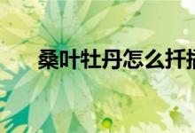 桑葉牡丹怎么扦插（桑葉牡丹有幾種）