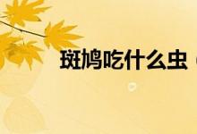 斑鳩吃什么蟲(chóng)（斑鳩吃什么食物）