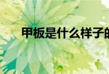 甲板是什么樣子的圖片（甲板是什么）