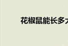 花椒鼠能長多大(花椒鼠吃什么)