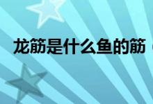 龍筋是什么魚的筋（龍筋是什么魚身上的）