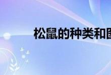 松鼠的種類和圖解（松鼠的種類）
