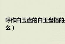 呼作白玉盤的白玉盤指的是什么（呼作白玉盤的白玉盤指什么）