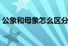 公象和母象怎么區(qū)分（公象和母象怎么區(qū)分）