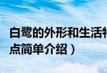 白鷺的外形和生活特點(diǎn)（白鷺的外形和生活特點(diǎn)簡(jiǎn)單介紹）