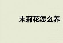 末莉花怎么養(yǎng)（茉莉花養(yǎng)殖方法）