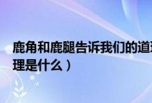 鹿角和鹿腿告訴我們的道理簡短(鹿角和鹿腿告訴我們的道理是什么)
