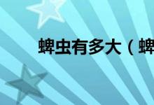 蜱蟲有多大(蜱蟲一般有多少厘米)
