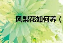 風(fēng)梨花如何養(yǎng)（鳳梨花的養(yǎng)殖方法）