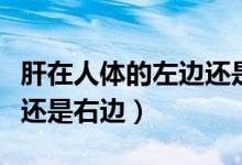 肝在人體的左邊還是右邊?。ǜ卧谌梭w的左邊還是右邊）