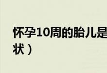 懷孕10周的胎兒是什么樣子（懷孕10周的癥狀）