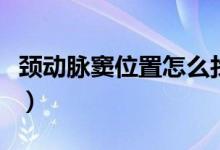 頸動脈竇位置怎么找（頸動脈竇位的準(zhǔn)確位置）