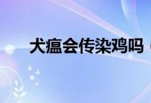 犬瘟?xí)魅倦u嗎（犬瘟?xí)魅窘o人嗎）