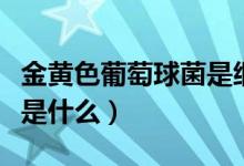 金黃色葡萄球菌是細(xì)菌門嗎（金黃色葡萄球菌是什么）