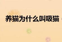 養(yǎng)貓為什么叫吸貓（養(yǎng)貓吸貓是什么意思）