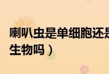 喇叭蟲是單細(xì)胞還是多細(xì)胞（喇叭蟲是單細(xì)胞生物嗎）