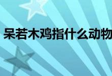 呆若木雞指什么動(dòng)物（呆若木雞指什么動(dòng)物）