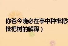 你爸今晚必在亭中種枇杷樹什么意思（你爸今晚必在亭中種枇杷樹的解釋）