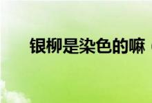 銀柳是染色的嘛（紅銀柳是染色的嗎）