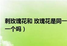 刺玫瑰花和 玫瑰花是同一個品種的嗎（刺玫花和玫瑰花是同一個嗎）
