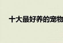 十大最好養(yǎng)的寵物（養(yǎng)什么寵物比較好）