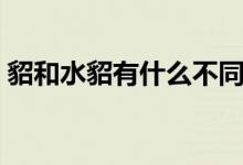 貂和水貂有什么不同（貂和水貂有什么區(qū)別）