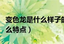變色龍是什么樣子的有什么特點(diǎn)（變色龍有什么特點(diǎn)）