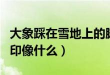 大象踩在雪地上的腳?。ù笙笤谘┑乩锊鹊哪_印像什么）