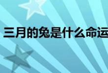三月的兔是什么命運(yùn)（三月兔代表什么意思）