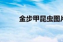 金步甲昆蟲圖片（金步甲的習性）