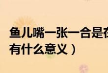 魚兒嘴一張一合是在干什么（魚兒嘴一張一合有什么意義）