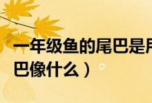 一年級(jí)魚的尾巴是用來(lái)干什么（一年級(jí)魚的尾巴像什么）