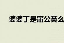 婆婆丁是蒲公英么（婆婆丁是蒲公英嗎）