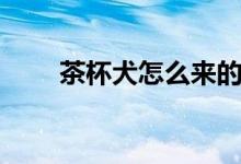 茶杯犬怎么來(lái)的（茶杯犬怎么來(lái)的）