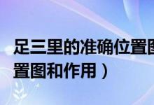 足三里的準(zhǔn)確位置圖和作用（足三里的準(zhǔn)確位置圖和作用）