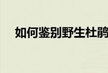 如何鑒別野生杜鵑（如何鑒別野生蘭花）