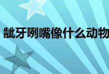 齜牙咧嘴像什么動(dòng)物（齜牙咧嘴昰什么動(dòng)物）