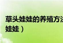 草頭娃娃的養(yǎng)殖方法和注意事項(xiàng)（怎么養(yǎng)草頭娃娃）