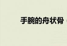手腕的舟狀骨（手舟狀骨的作用）