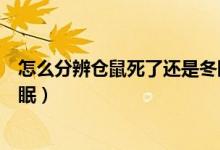怎么分辨?zhèn)}鼠死了還是冬眠了（怎么分辨?zhèn)}鼠死了還是偽冬眠）