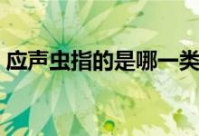 應(yīng)聲蟲指的是哪一類人（應(yīng)聲蟲代表哪種人）