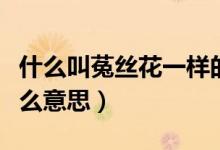 什么叫菟絲花一樣的女人(菟絲花形容人是什么意思)