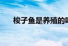 梭子魚(yú)是養(yǎng)殖的嗎（梭子魚(yú)是海魚(yú)嗎）
