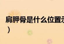 肩胛骨是什么位置示意圖(肩胛骨是什么位置)