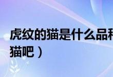 虎紋的貓是什么品種（虎紋貓是什么品種是家貓吧）