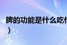 脾的功能是什么吃什么補(bǔ)脾（脾的功能是什么）