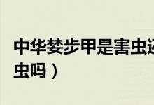 中華婪步甲是害蟲還是益蟲（中華婪步甲是害蟲嗎）