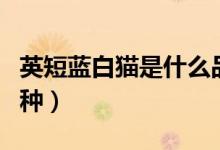 英短藍(lán)白貓是什么品種（英短藍(lán)白貓是什么品種）