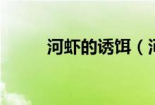 河蝦的誘餌（河蝦的誘餌是什么）