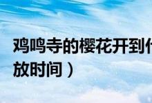 雞鳴寺的櫻花開到什么時候（雞鳴寺的櫻花開放時間）